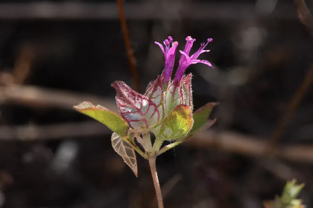 Windowpane Monardella