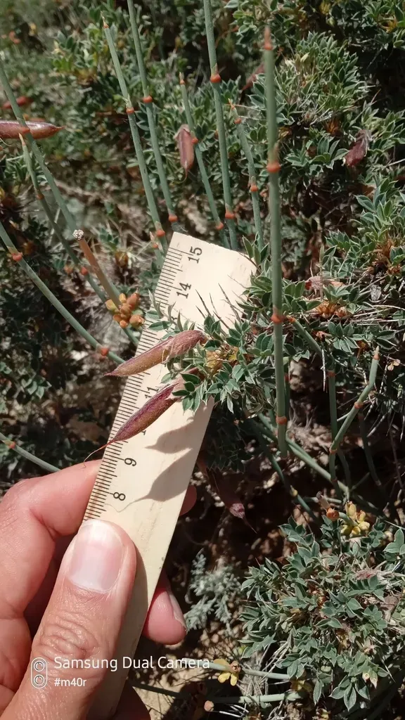 Caragana Kirghisorum