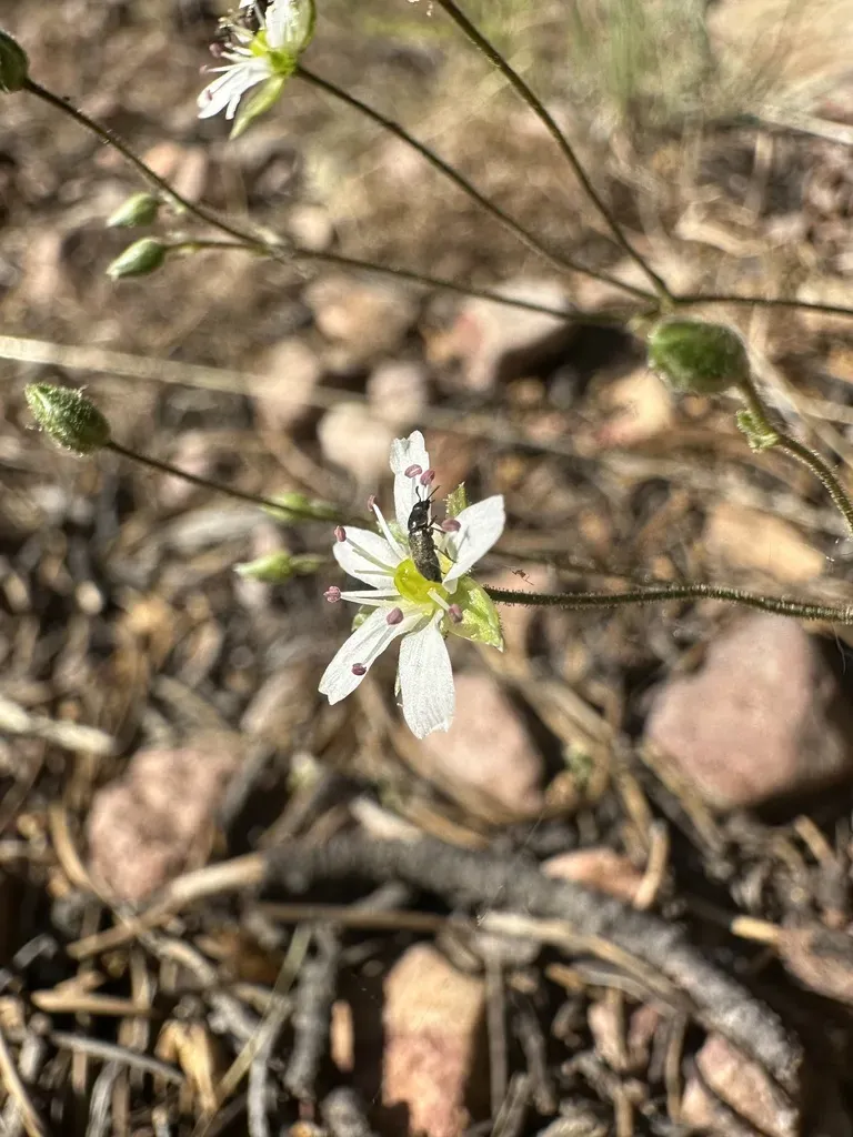 Big Bear Valley Sandwort