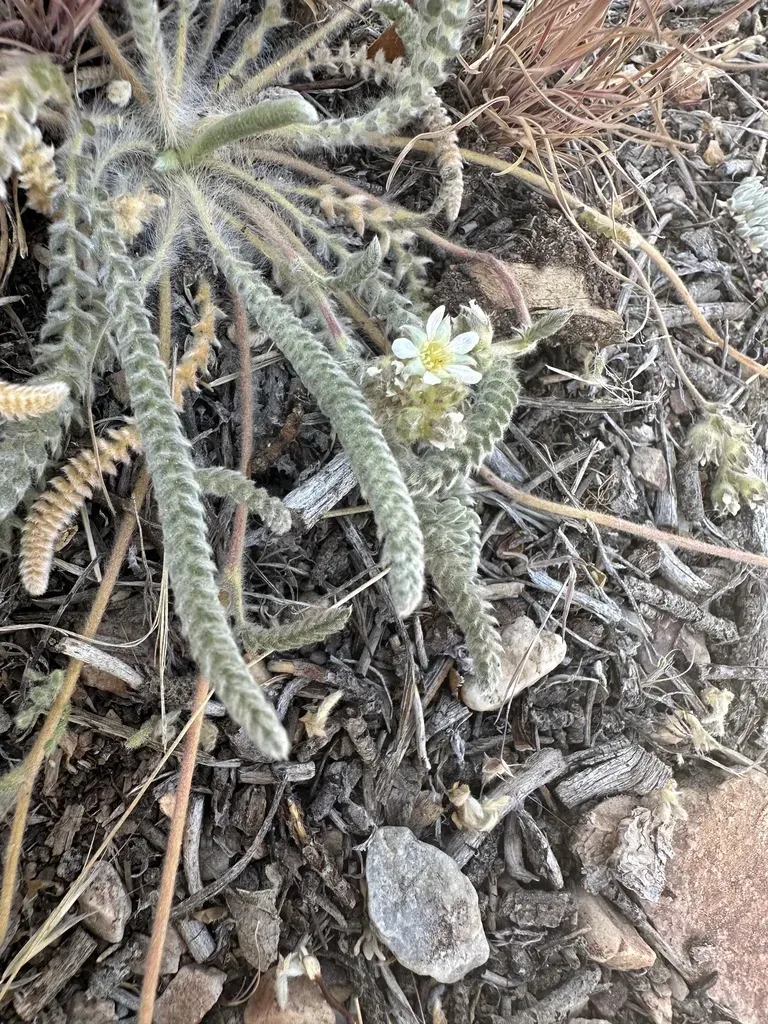 Silverhair Mousetail