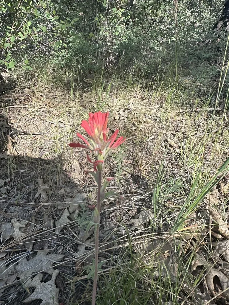 Heckard's Paintbrush