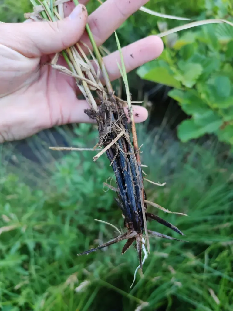 Fibrous Tussock-sedge