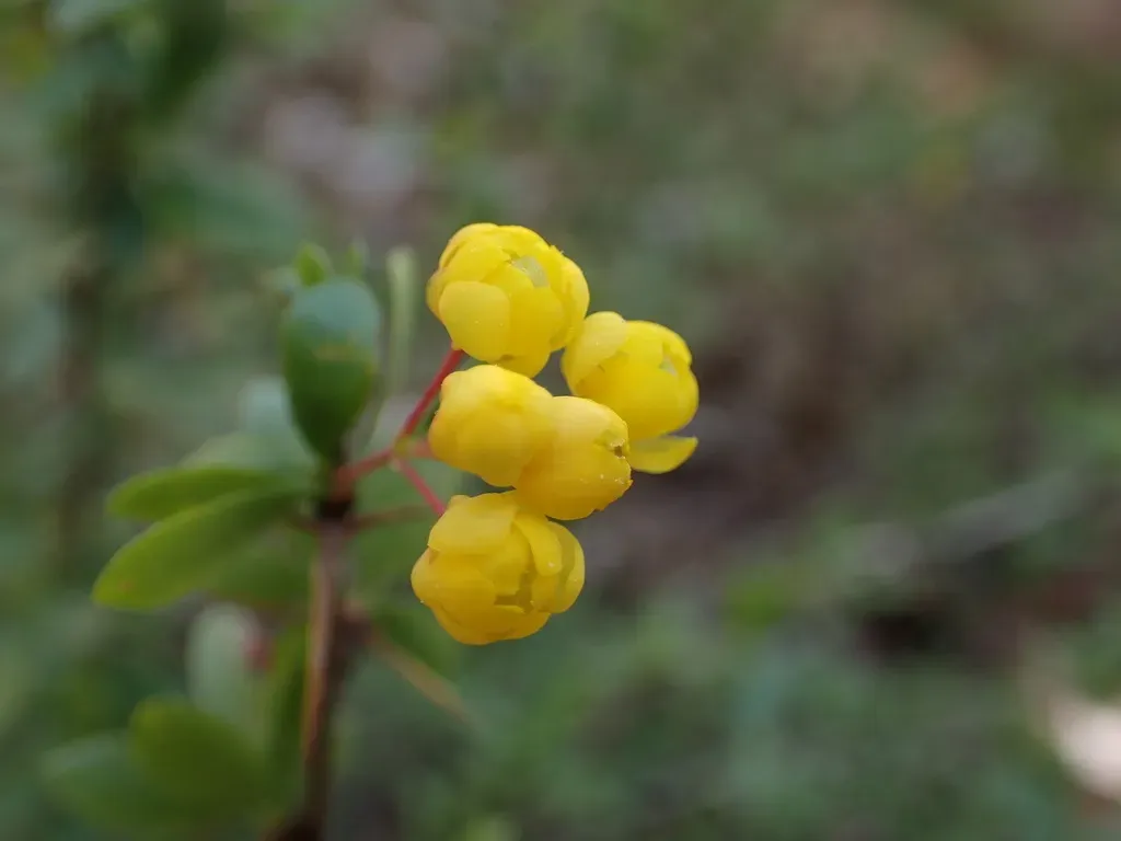 Cretan Barberry