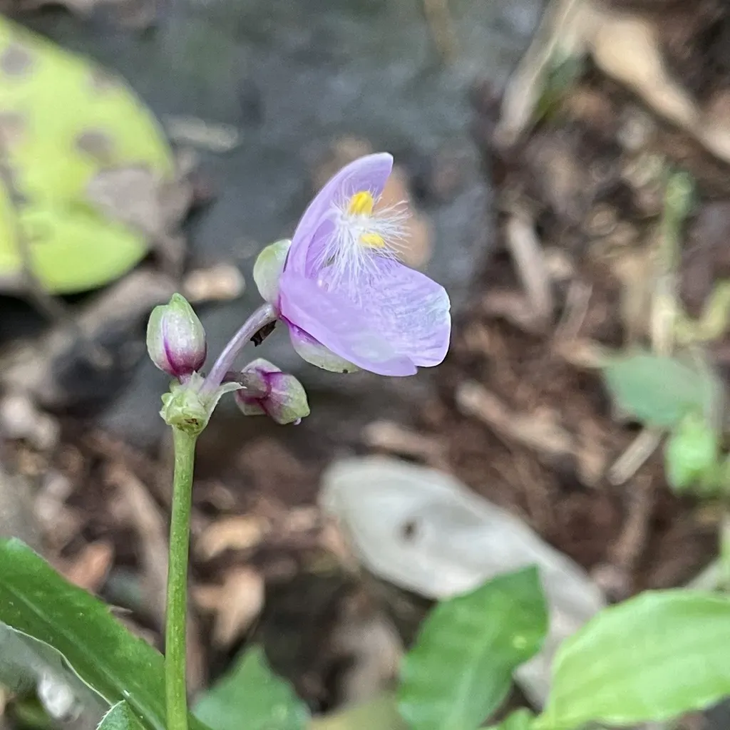 Tripogandra Diuretica