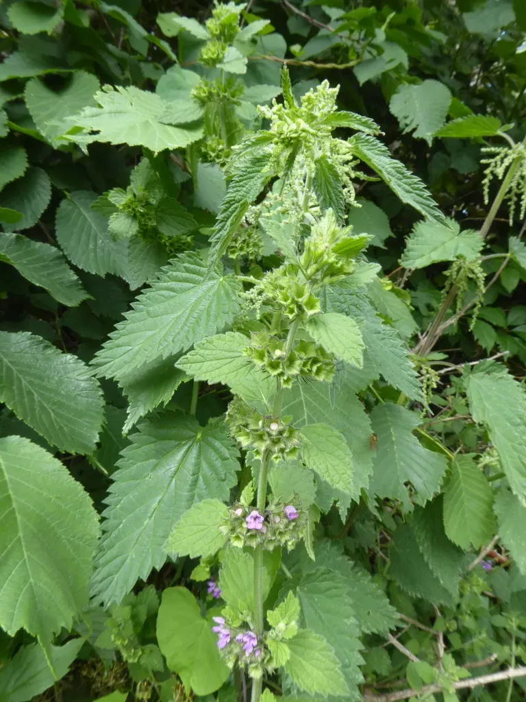 Black Horehound