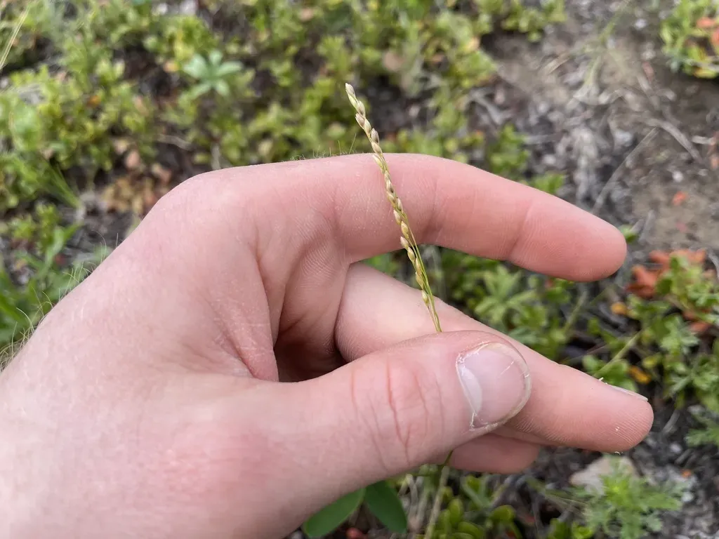 Mountain Ricegrass