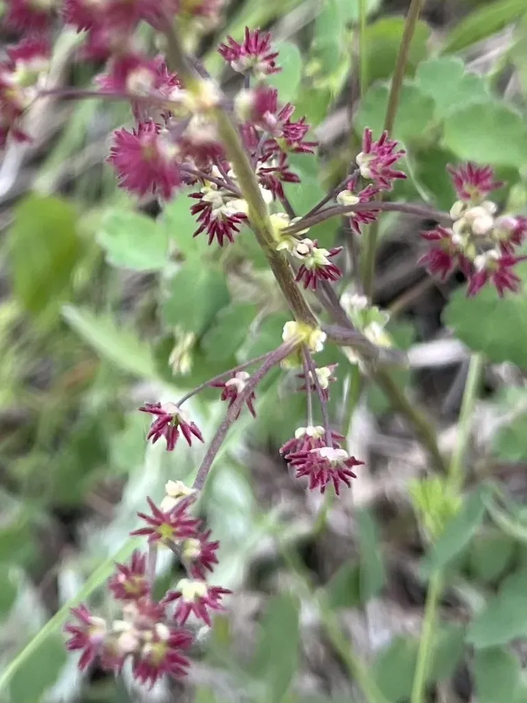 Veiny-leaved Meadow-rue