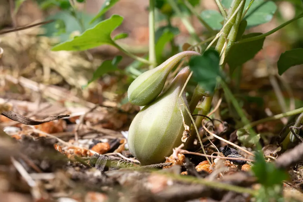 Rhodian Dutchman's Pipe