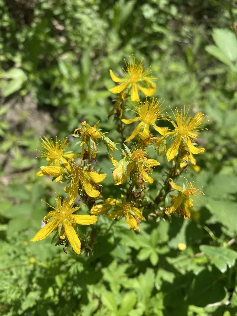 Hypericum Montbretii