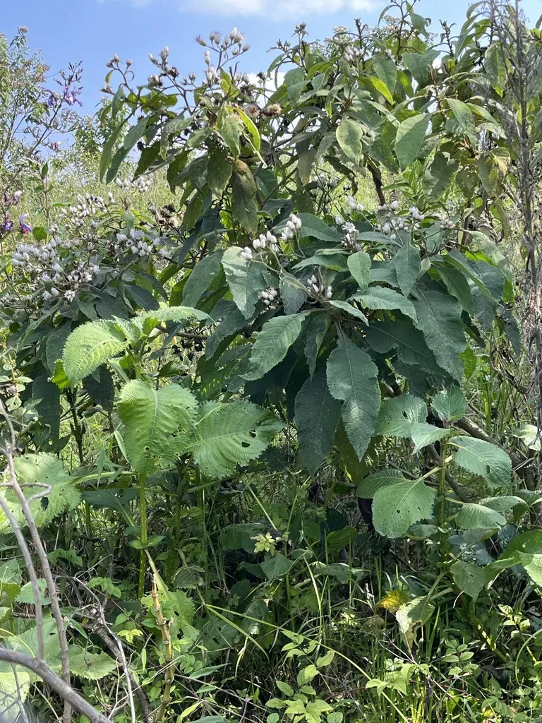 Vernonia Kirungae