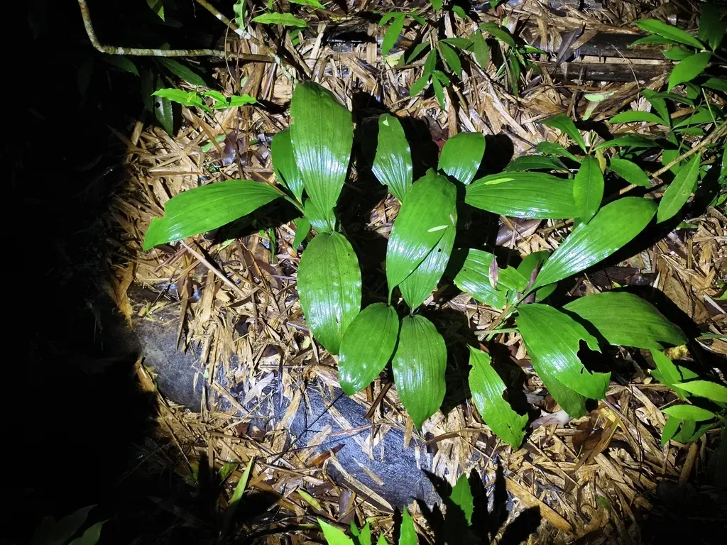 Acanthophippium Sylhetense