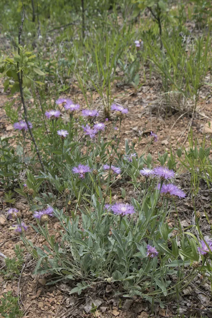 Siberian Cornflower