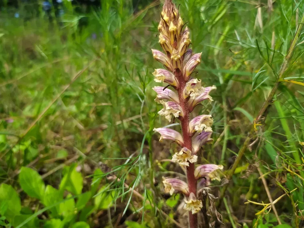 Orobanche Artemisiae-campestris