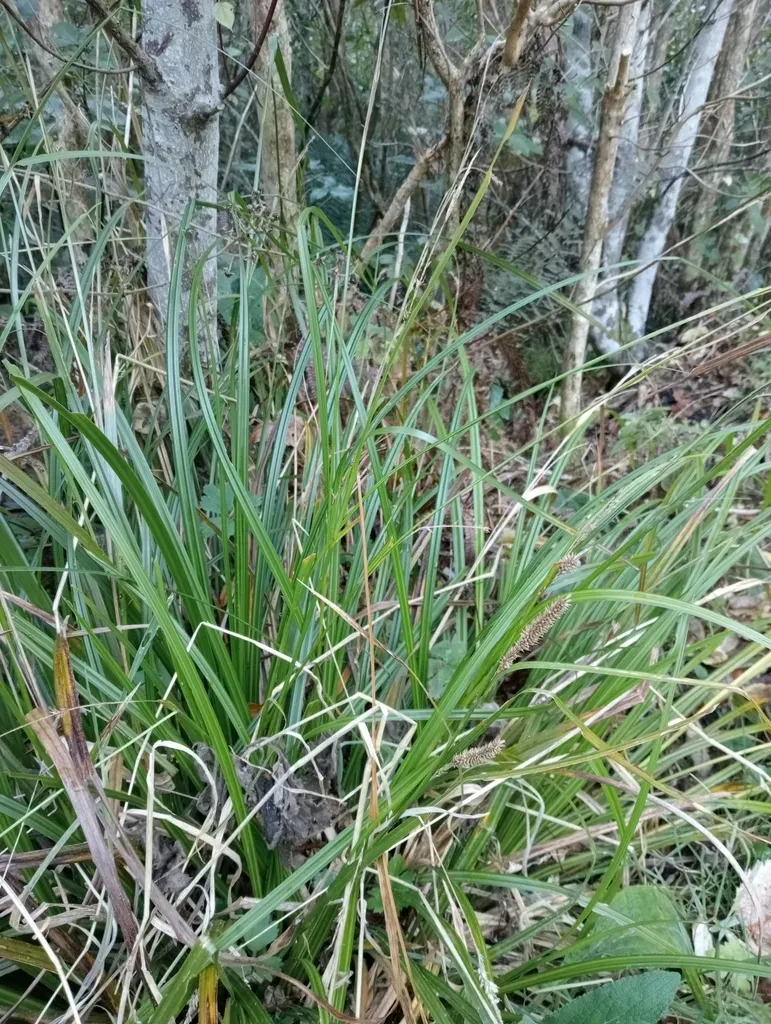 Carex Forsteri