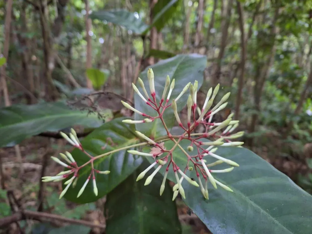 Ixora Aneityensis