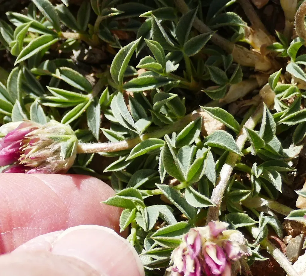 Intermountain Clover