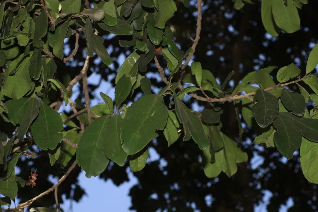 Diospyros Ovalifolia