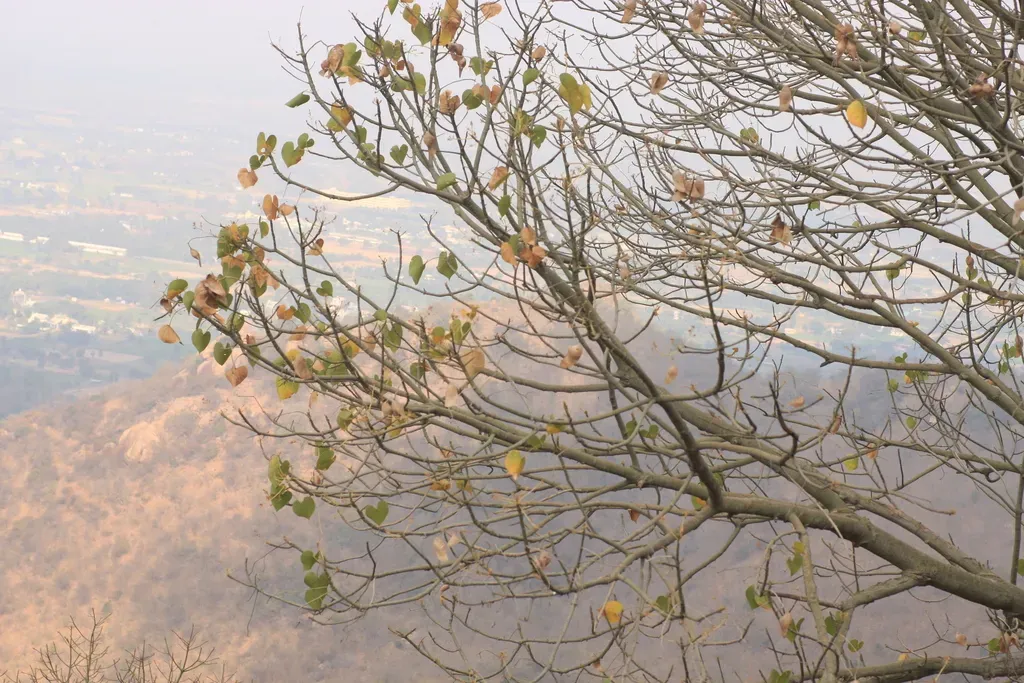 Hildegardia Populifolia