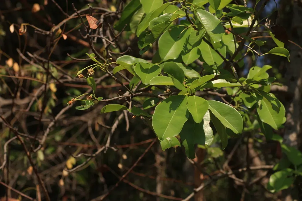 Manilkara Roxburghiana