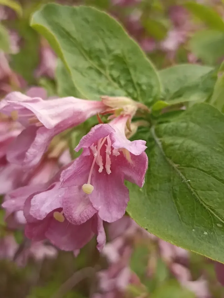 Early-blooming Weigela