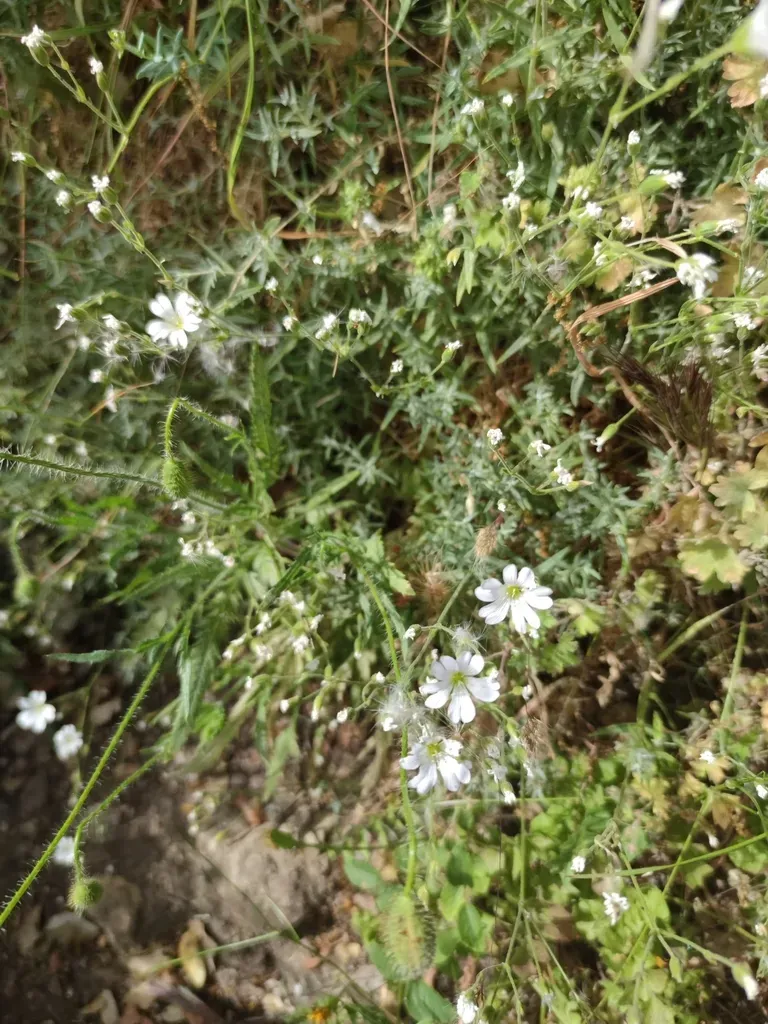 Cerastium Gibraltaricum