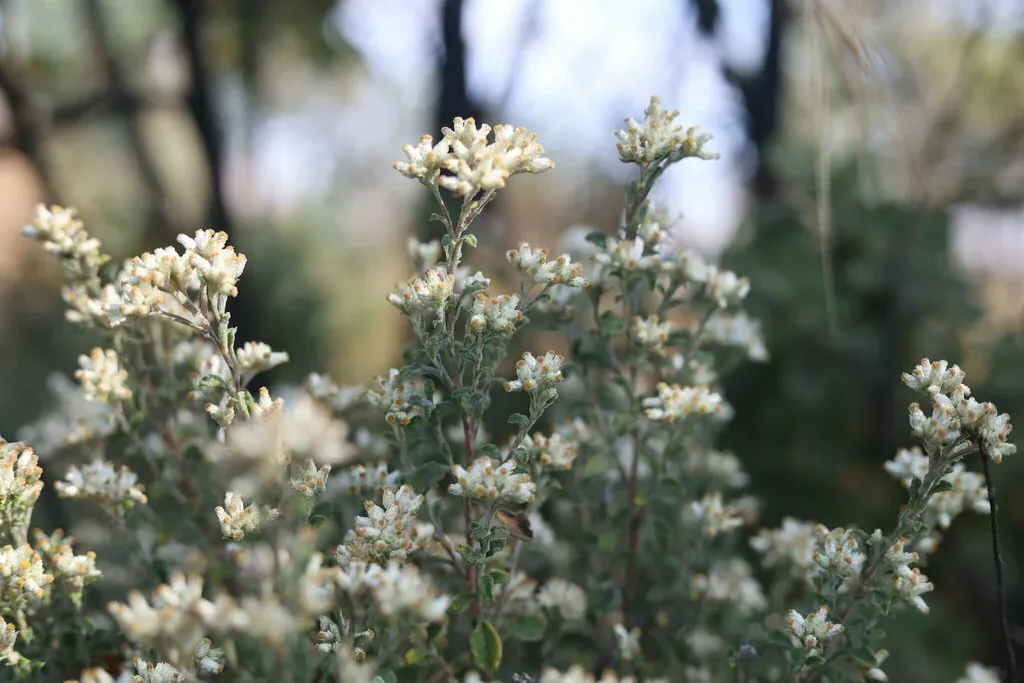Helichrysum Lepidissimum
