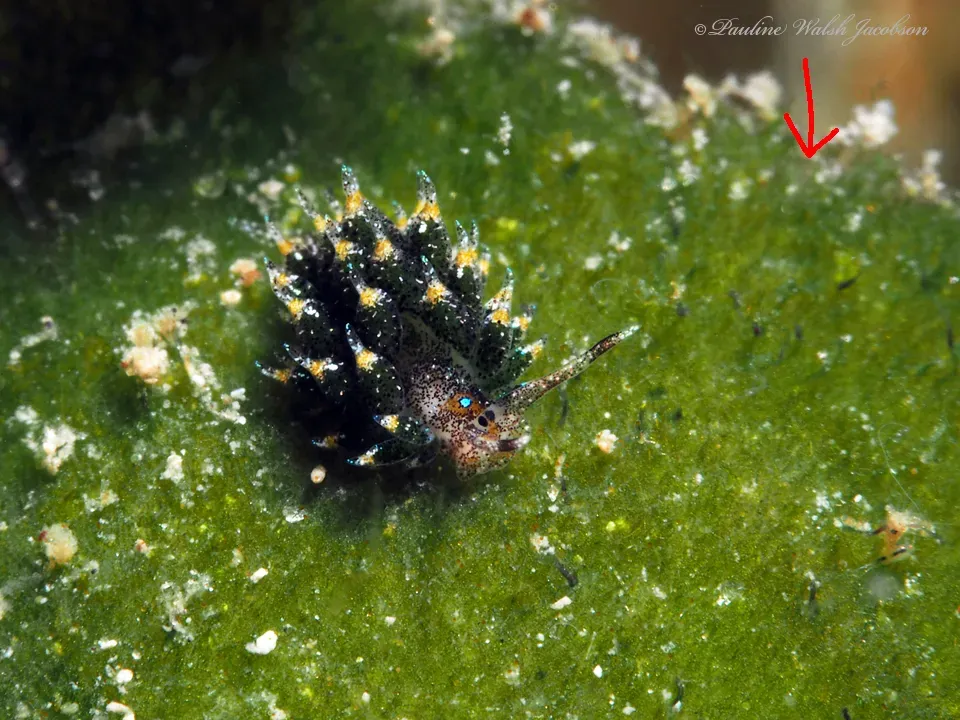 Avrainvillea Nigricans