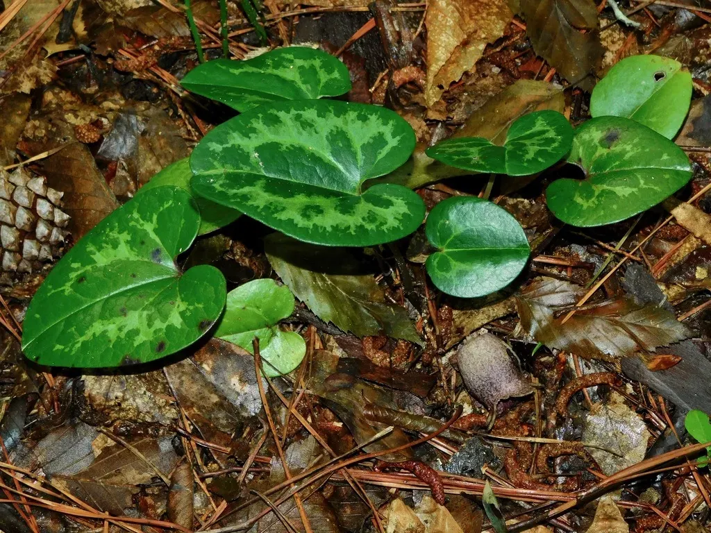 Variableleaf Heartleaf
