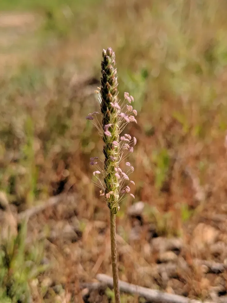 Buck's-horn Plantain