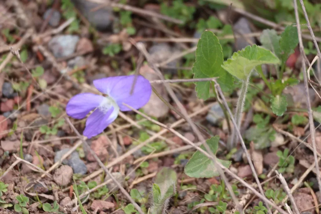 New England Violet