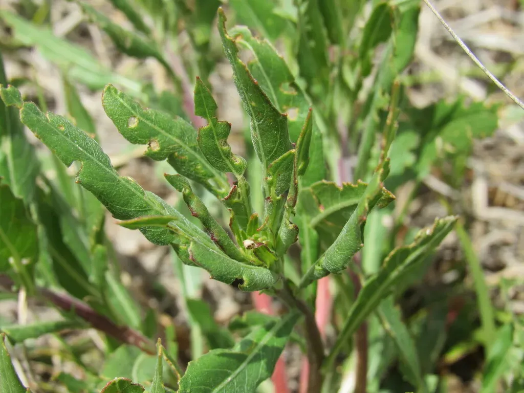 Colorado Butterfly Plant