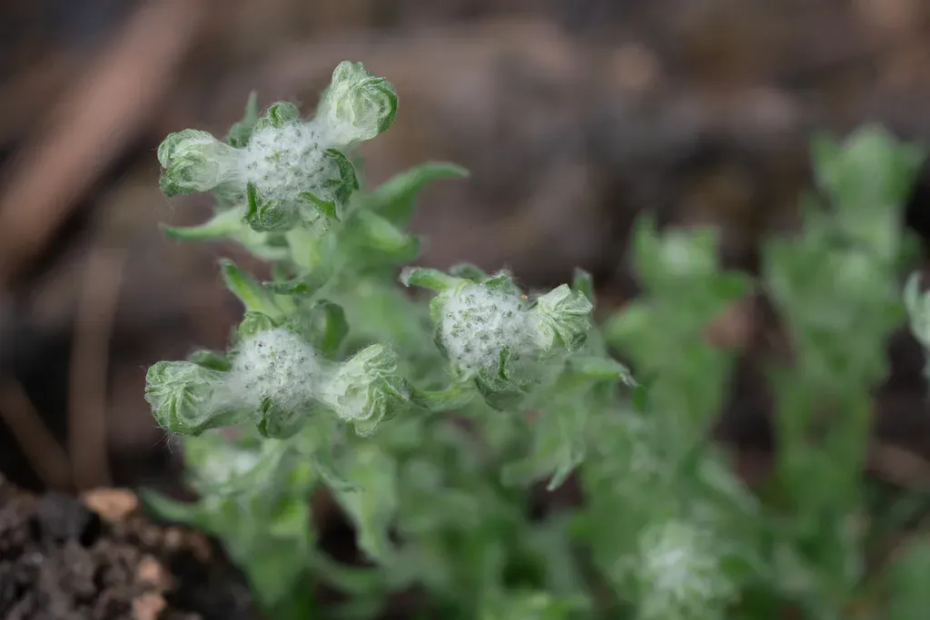 Woollyhead Cudweed