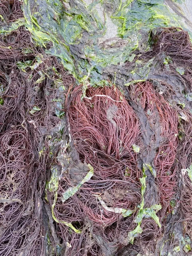 Red Seaweed
