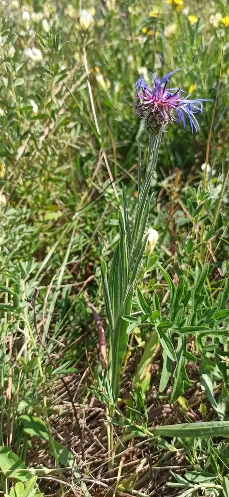 Centaurea Stricta