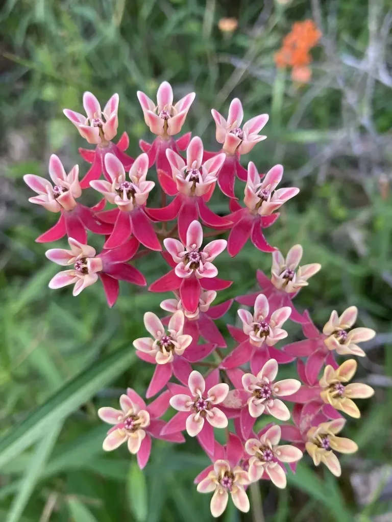 Asclepias Lanceolata × Rubra