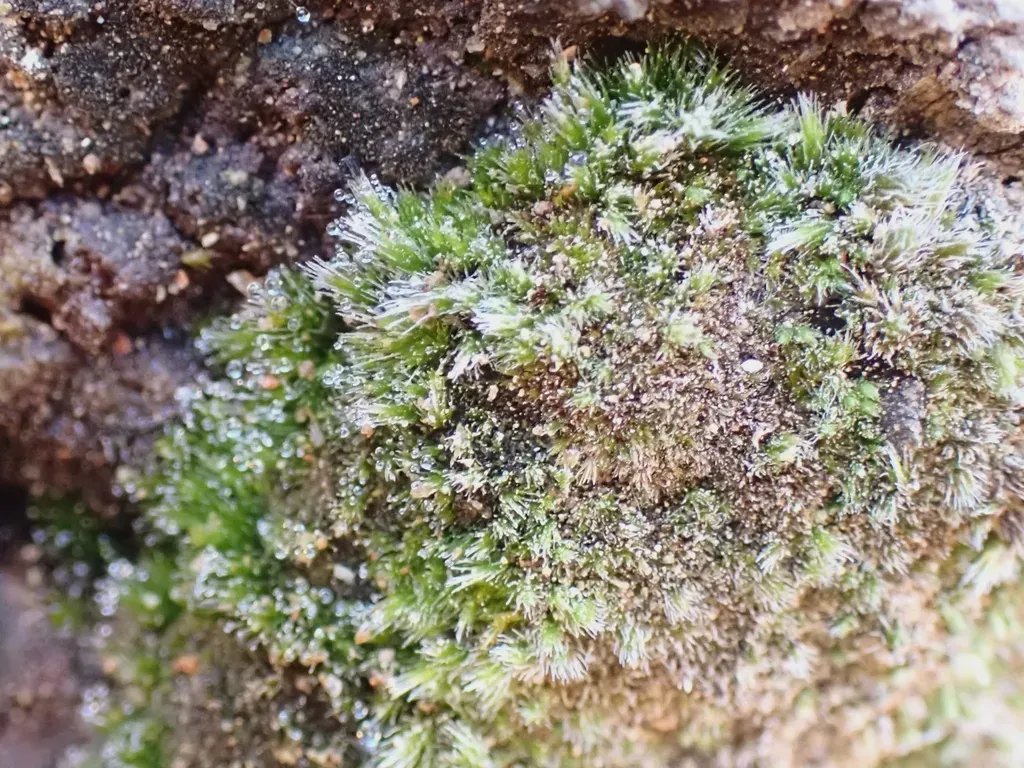 Stiff Swan-neck Moss