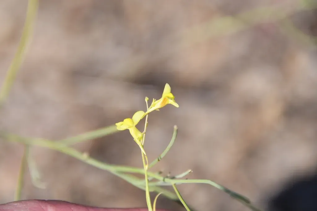 Linaria Odora