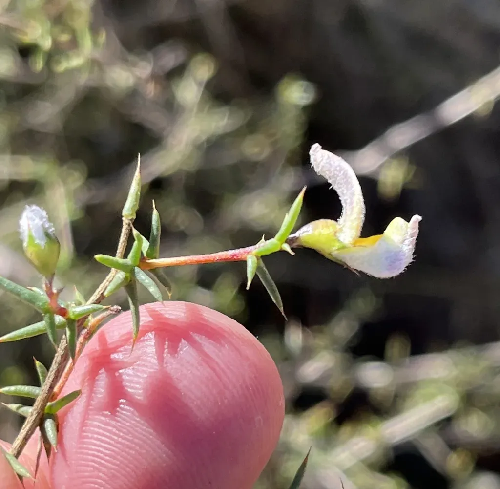 Aspalathus Glossoides