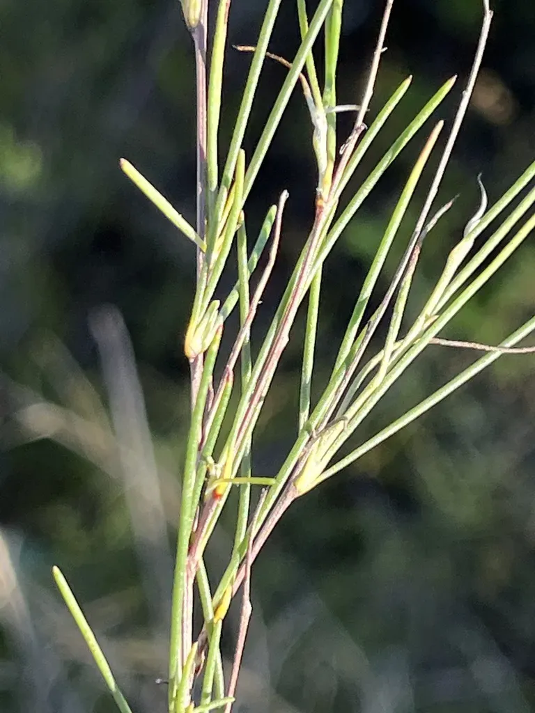 Lanky Capegorse