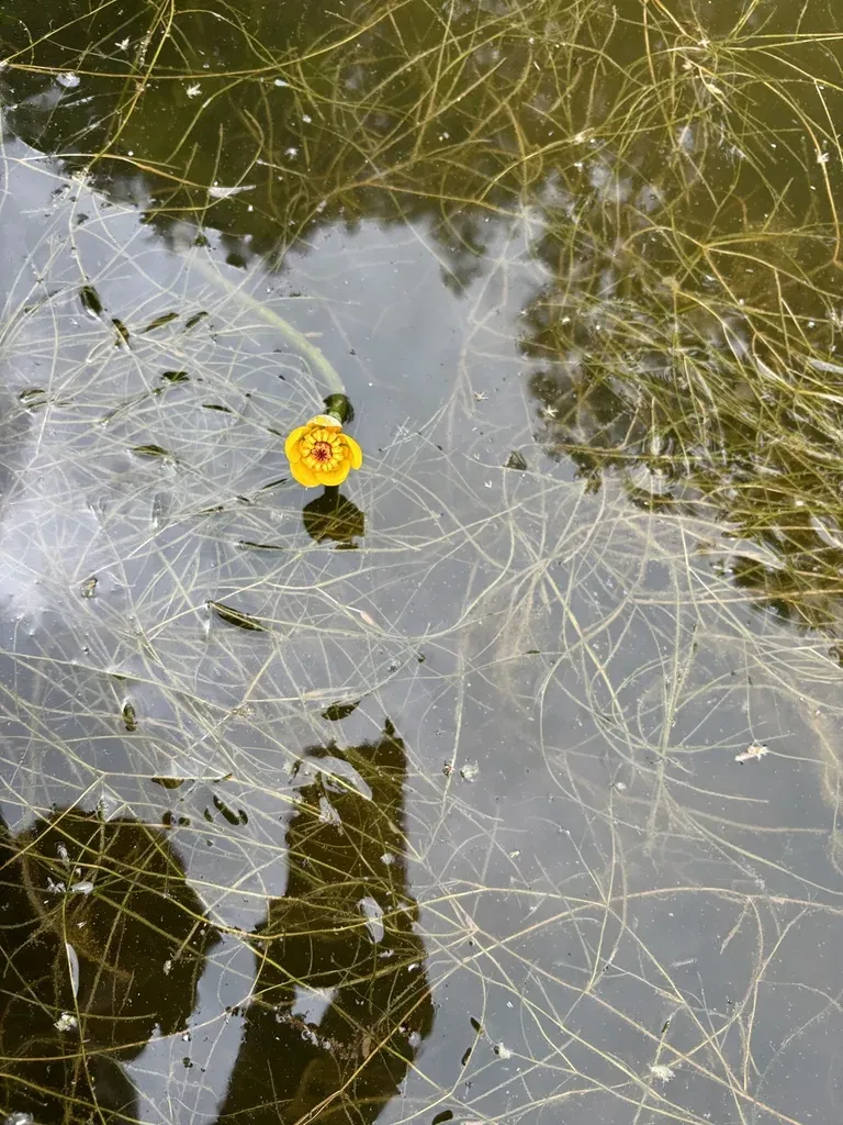 Small Yellow Pond-lily