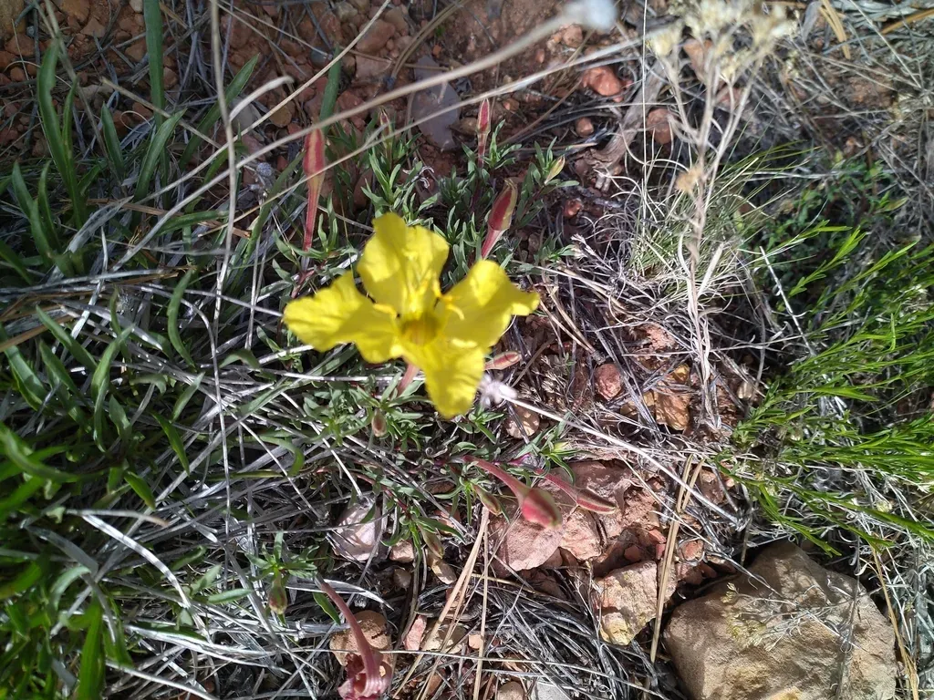 Lavenderleaf Sundrops