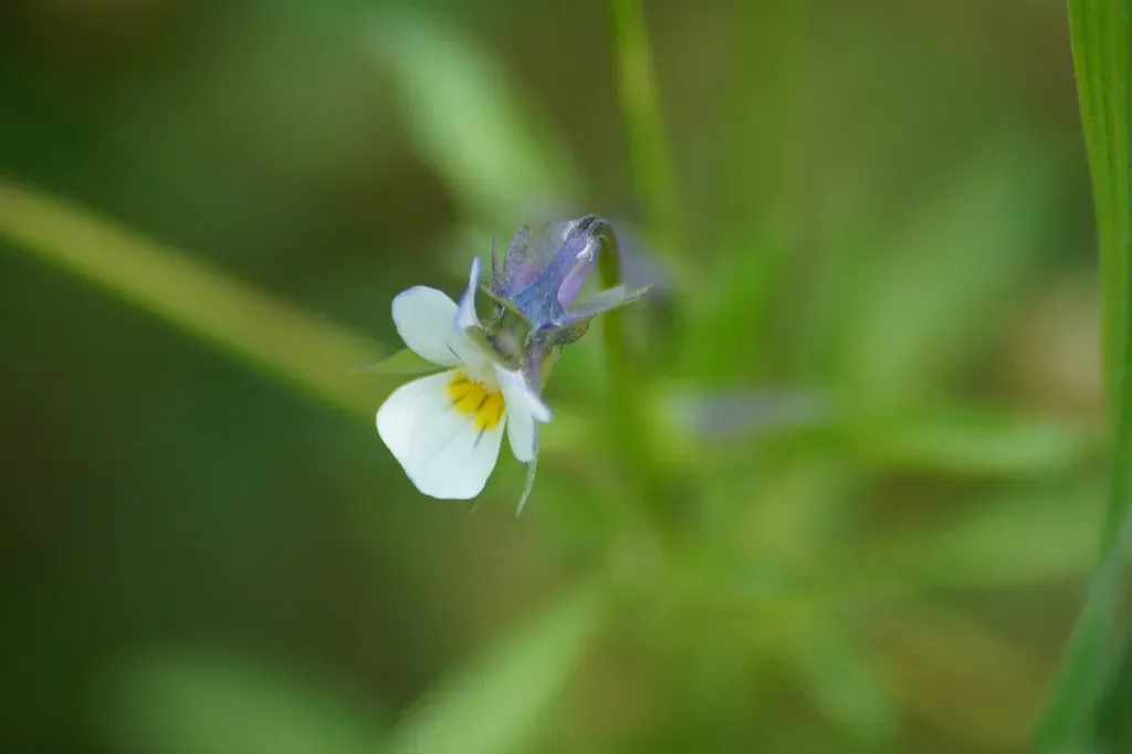 Field Pansy