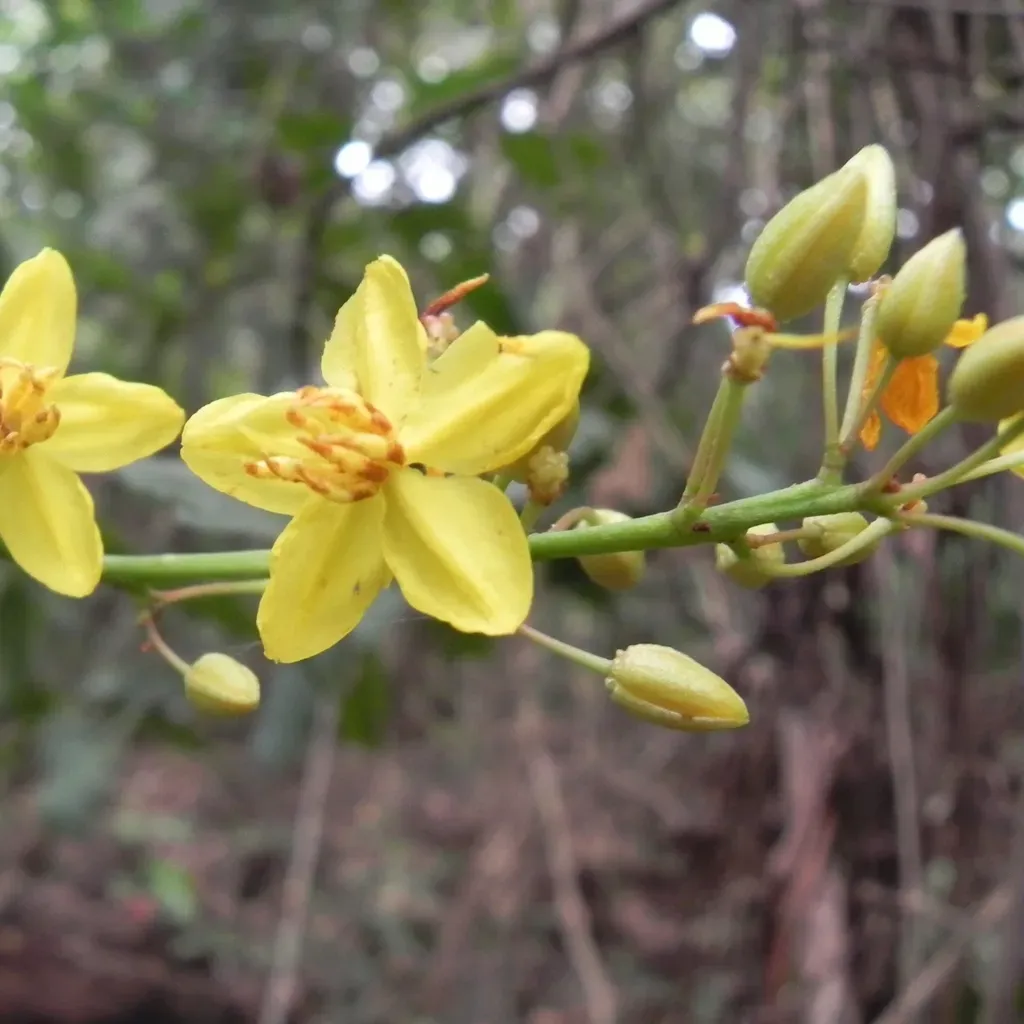 Ouratea Castaneifolia