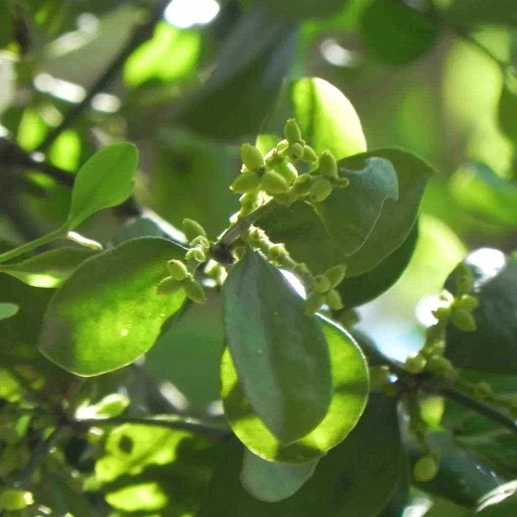 Phoradendron Mucronatum