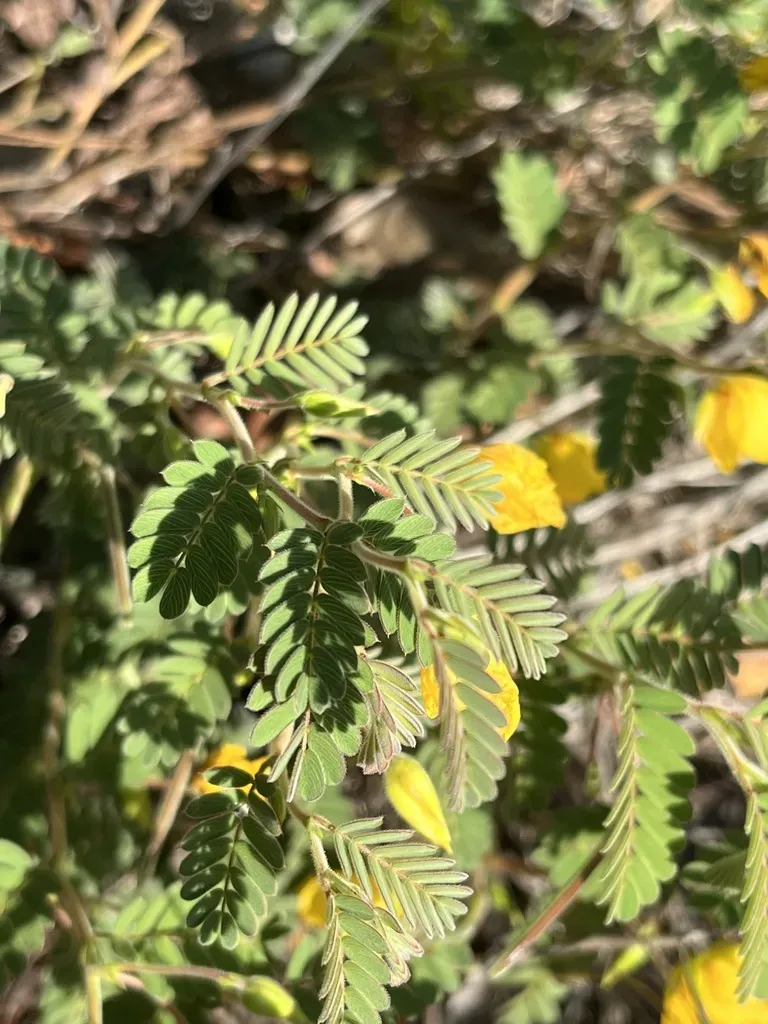 Narrowpod Sensitive Pea