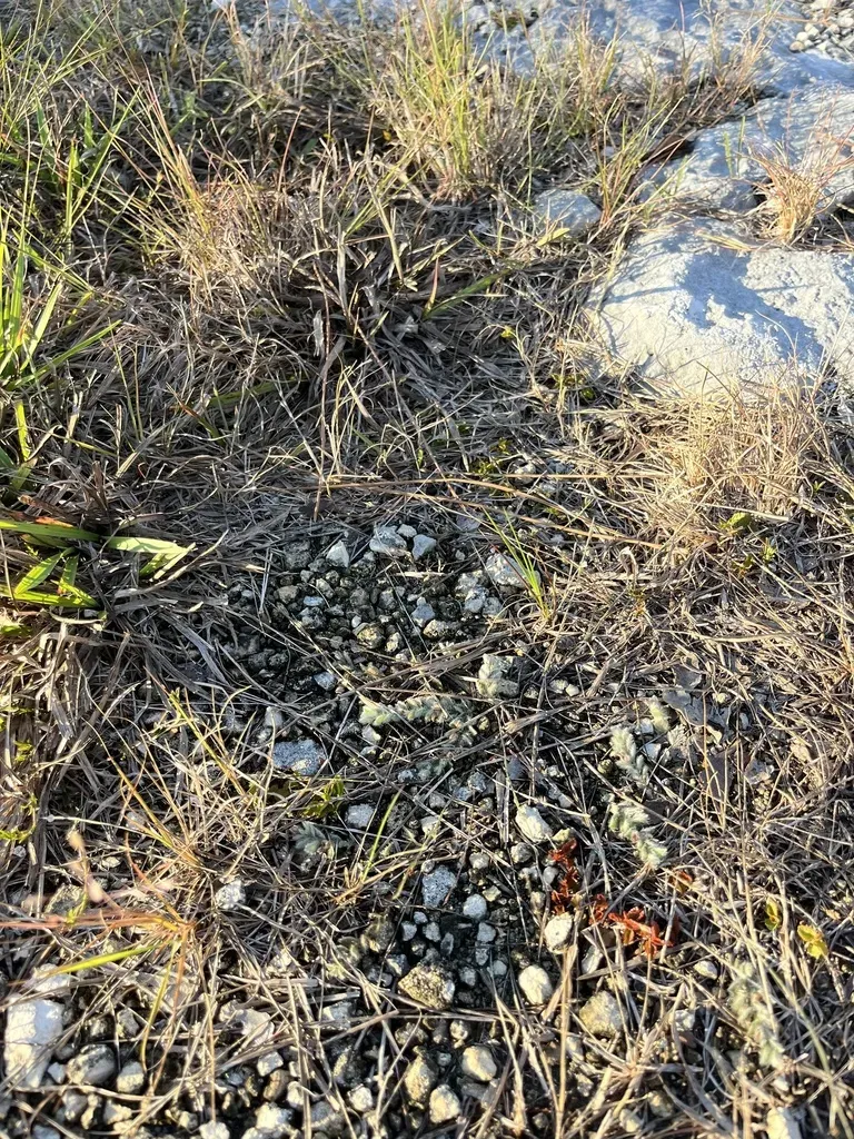 Grisebach's Dwarf Morning-glory