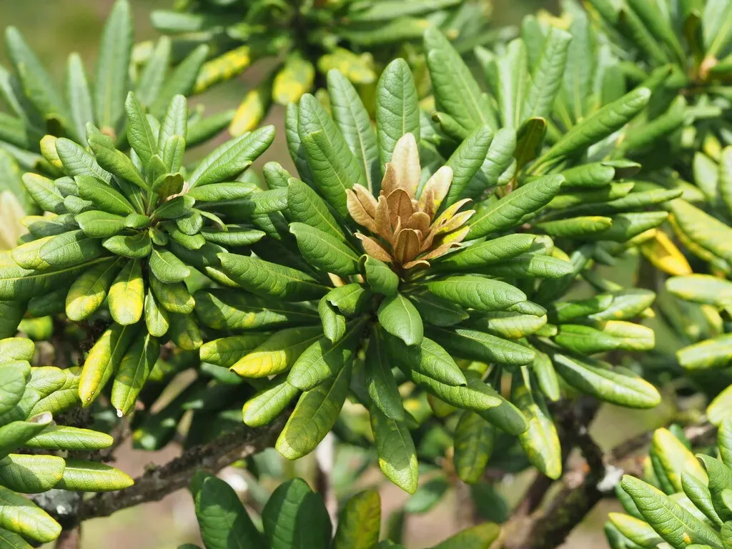 Waiʻanae Range Cheesewood