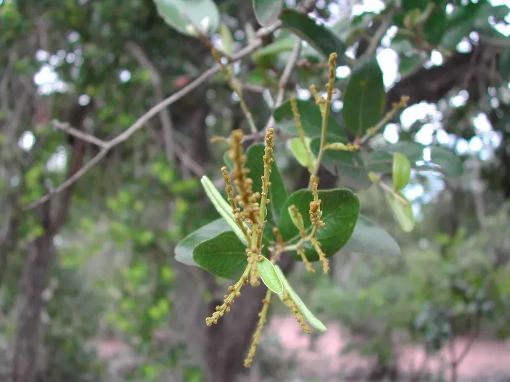 Leptobalanus Humilis