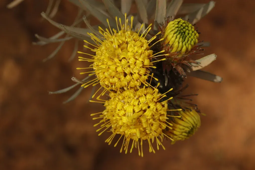 Malmesbury Pincushion