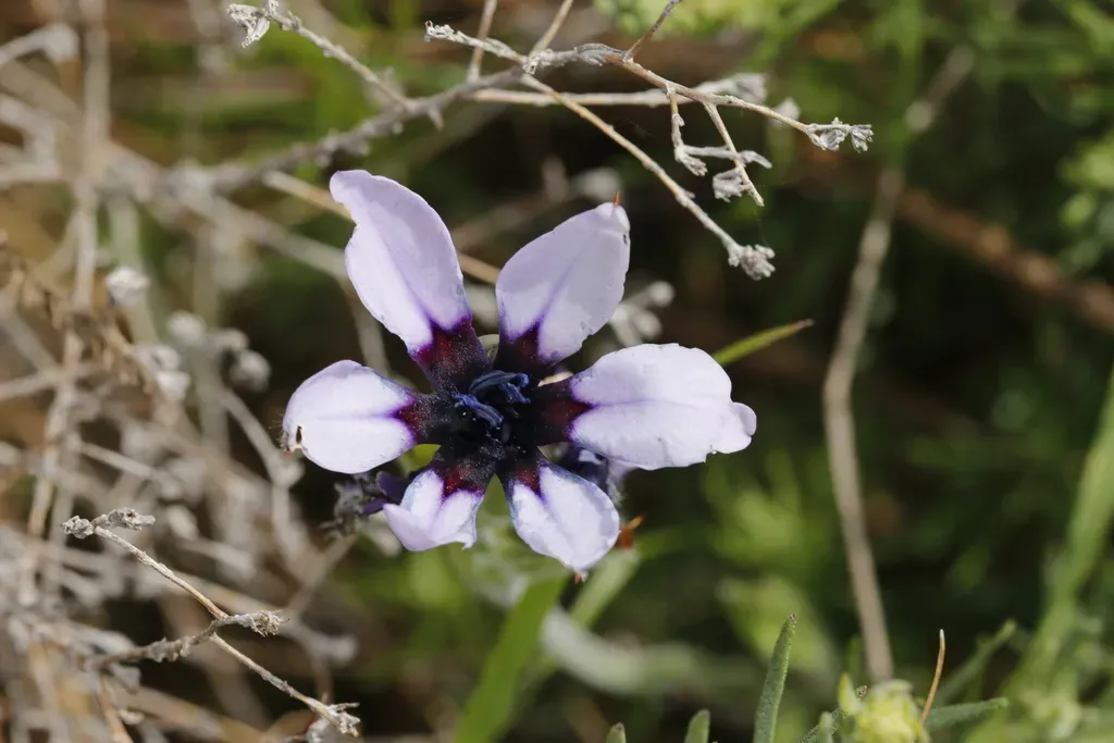 Blackeye Bobbejaantjie